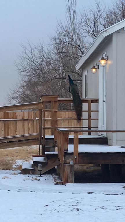 Shady Lady Bed And Breakfast Scottys Junction Екстериор снимка